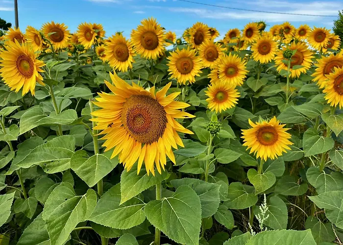 Agriturismo Salcino Grosseto